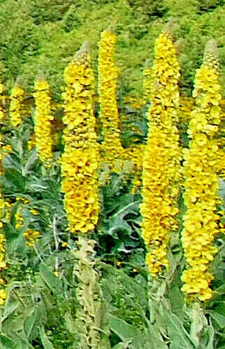 Bulk Great Mullein Seeds - Verbascum thapsus, Hardy Wooly Mullein, Tall Flowering Plant, Pollinator Attractant, 1000 Seeds