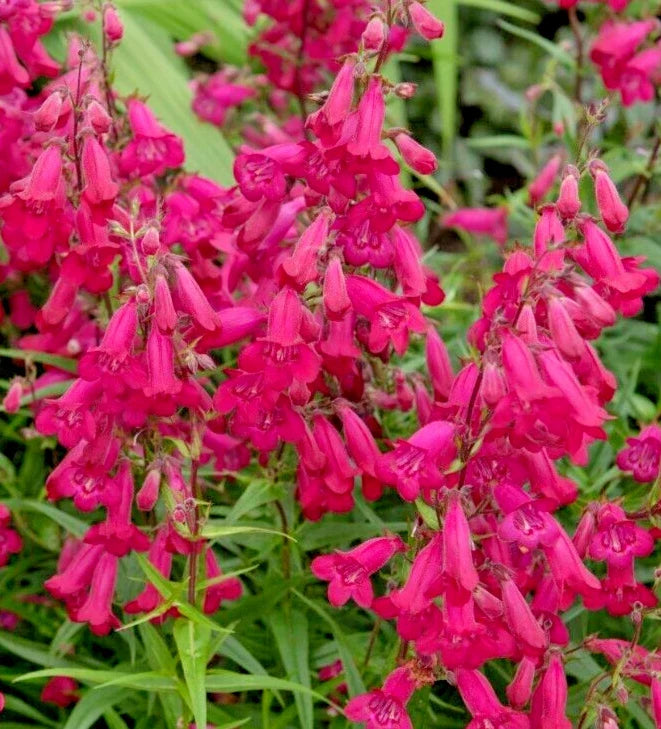 Penstemon Seeds 150 Count Bright Scarlet Penstemon barbatus for Gardens, Pollinator Attracting, Easy to Grow