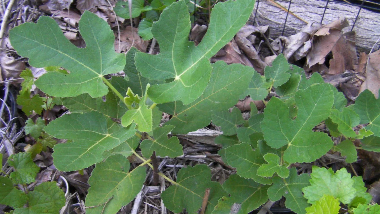 Organic Ground Fig Leaves 2 oz - Premium Medicinal Tea & Cooking Ingredient - Ficus carica