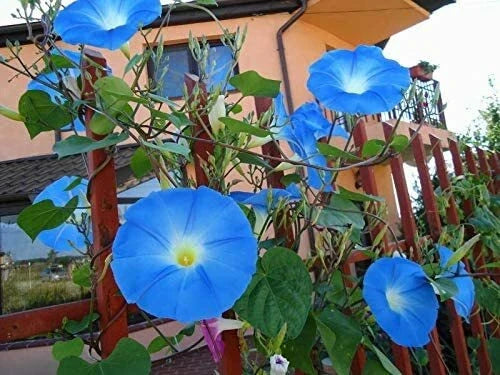 Blue Morning Glory Climbing Vine Seeds - 100 Pack, Ipomoea tricolor, Fast-Growing, Vibrant Blue Flowers, Garden Trellis & Fence Climber