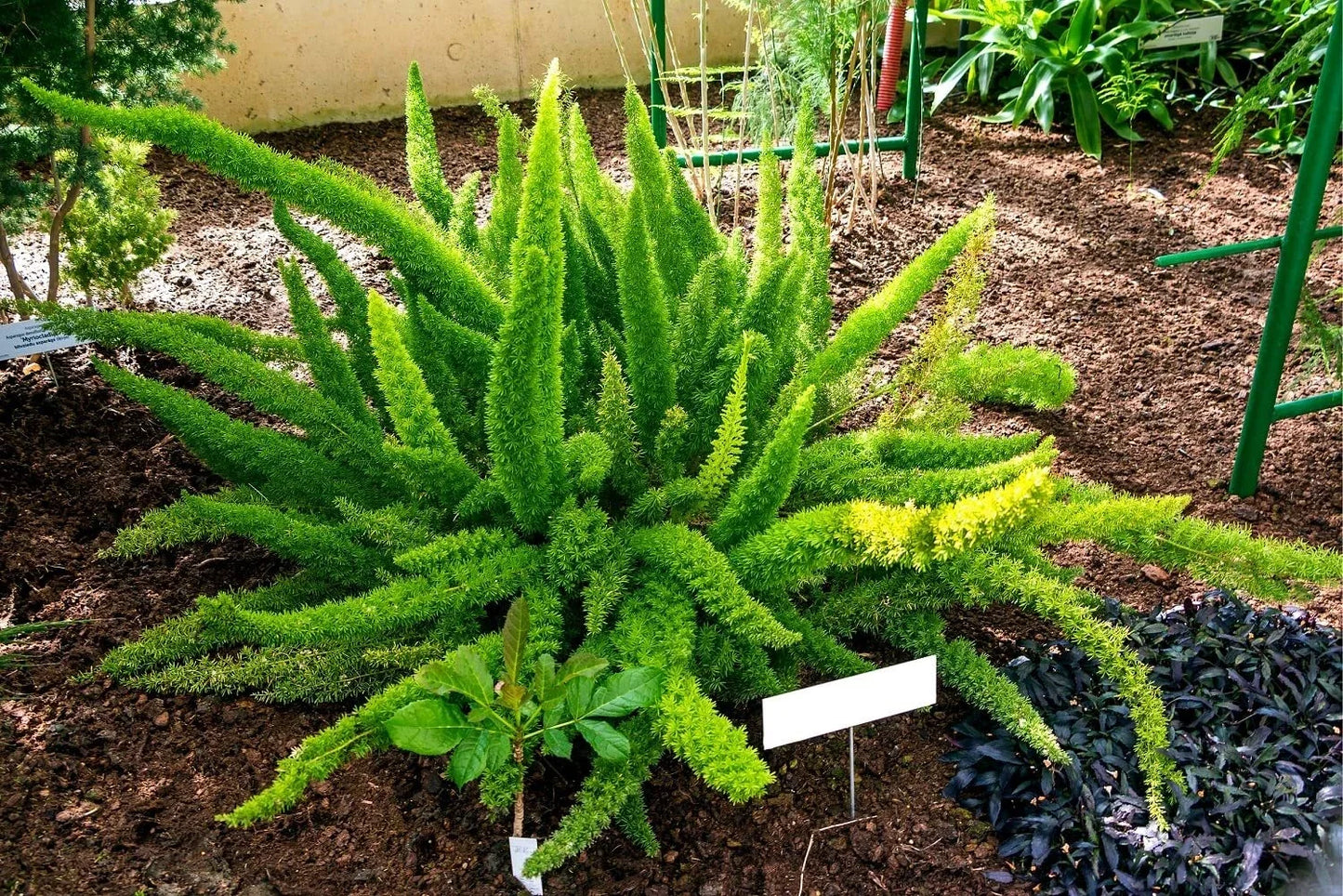 Asparagus Fern Seeds 6 Pack - Asparagus densiflorus Meyeri Indoor Plant, Easy to Grow, Lush Foliage, Air-Purifying