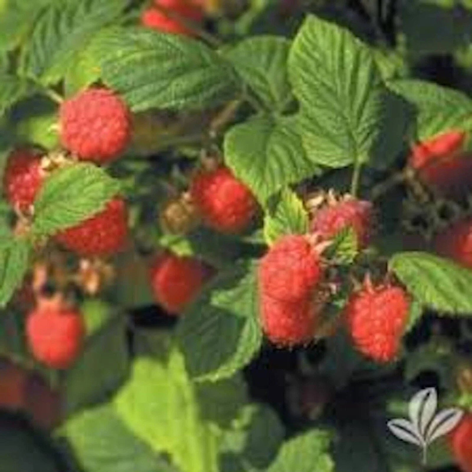 Nantahala Red Raspberry Plant - Bare Root Edible Fruit - Rubus idaeus - Zones 4-9 - Outdoor Garden Berry Bush