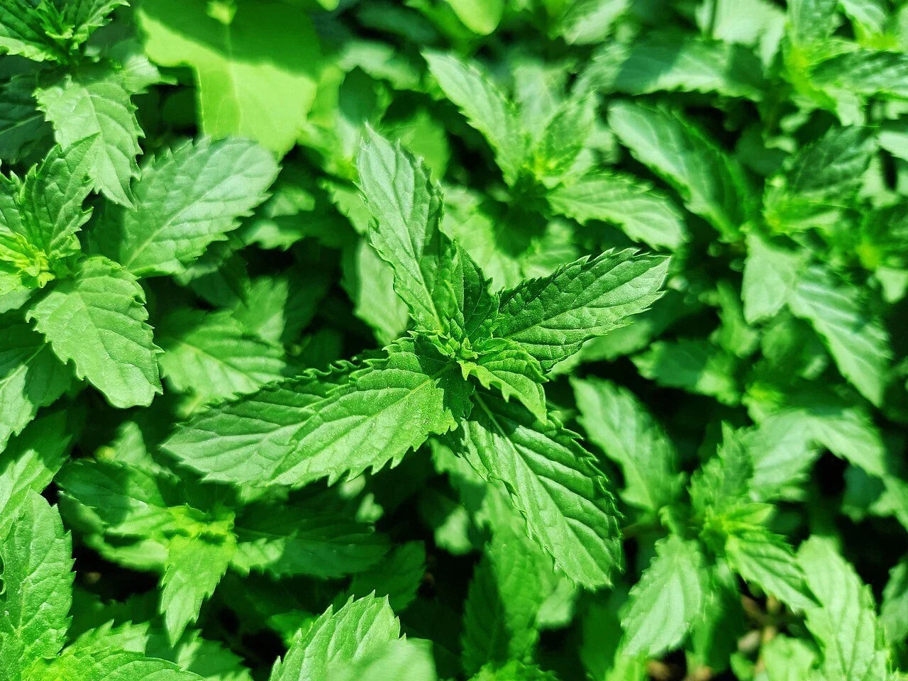 Organic Spearmint Mint Plants - 5 Live Mentha spicata Herbs for Culinary Use