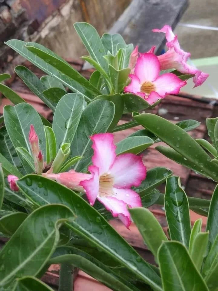 Desert Rose Succulent Plant in 8-Inch Pot, Adenium obesum, Indoor/Outdoor, Vibrant Flowers, Low Maintenance