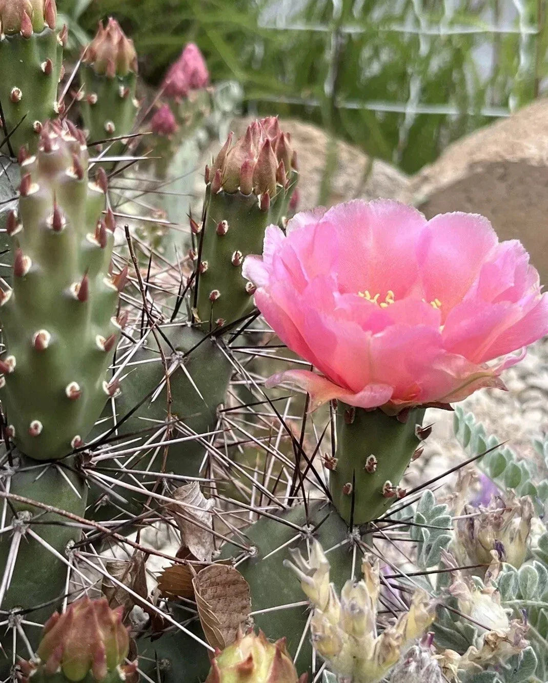 Prickly Pear Cactus Cutting Coral Rose - Cold Hardy Opuntia debreczyi Succulent for Gardens