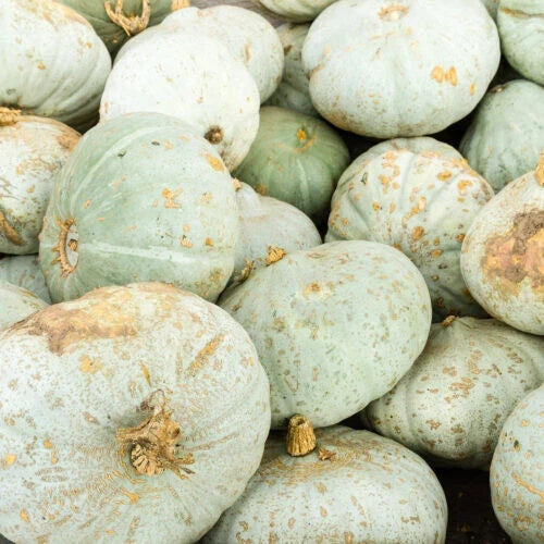 Sweet Meat Squash Seeds - Heirloom Cucurbita maxima Pack of 25 for Home Garden, Raised Beds, Container Planting
