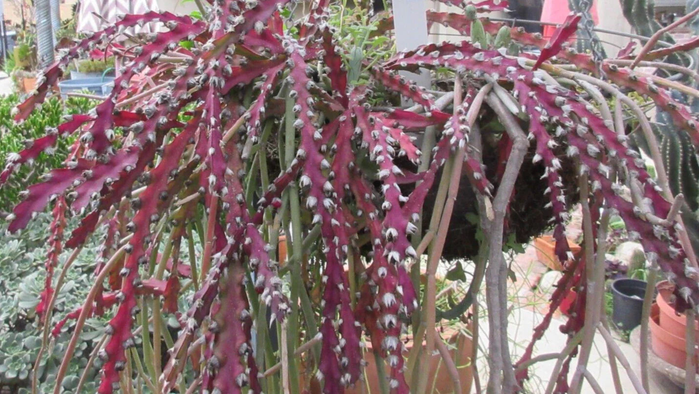 Rhipsalis Cactus Cuttings 10" Long Red Clone Lepismium Cruciforme Succulent Plant, Trailing Indoor Cactus, Easy Care