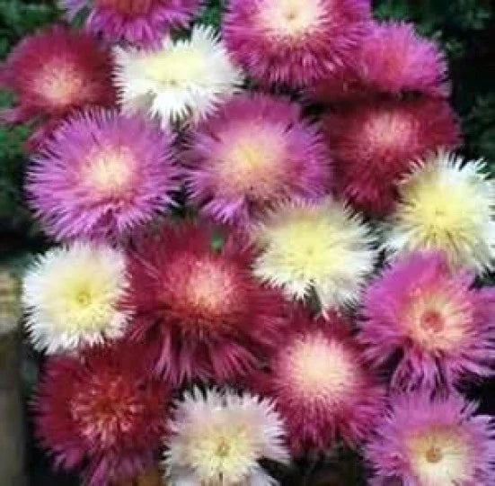 Sweet Sultan Seeds - 50 Fresh Amberboa moschata Seeds for Vibrant Blooms, Pollinator Attracting, Easy to Grow