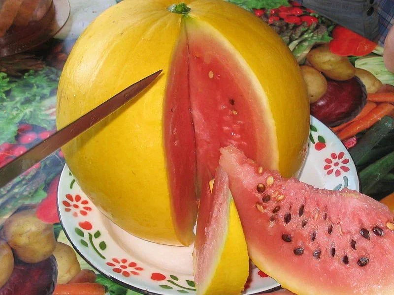 Golden Midget Watermelon Seeds - 24 Pack - Heirloom Organic Non-GMO Citrullus lanatus