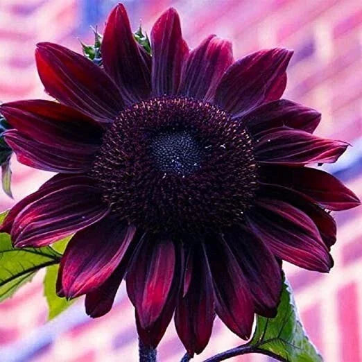 Purple Chocolate Cherry Sunflower Seeds - 25 Non-GMO Heirloom Helianthus annuus