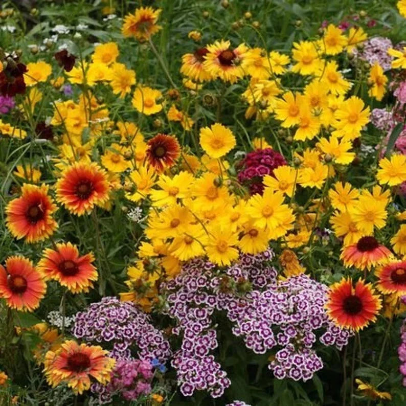 Kneehigh Wildflower Seeds - 200 Organic Pollinator-Friendly Seeds for Gardens & Meadows - Varied Species