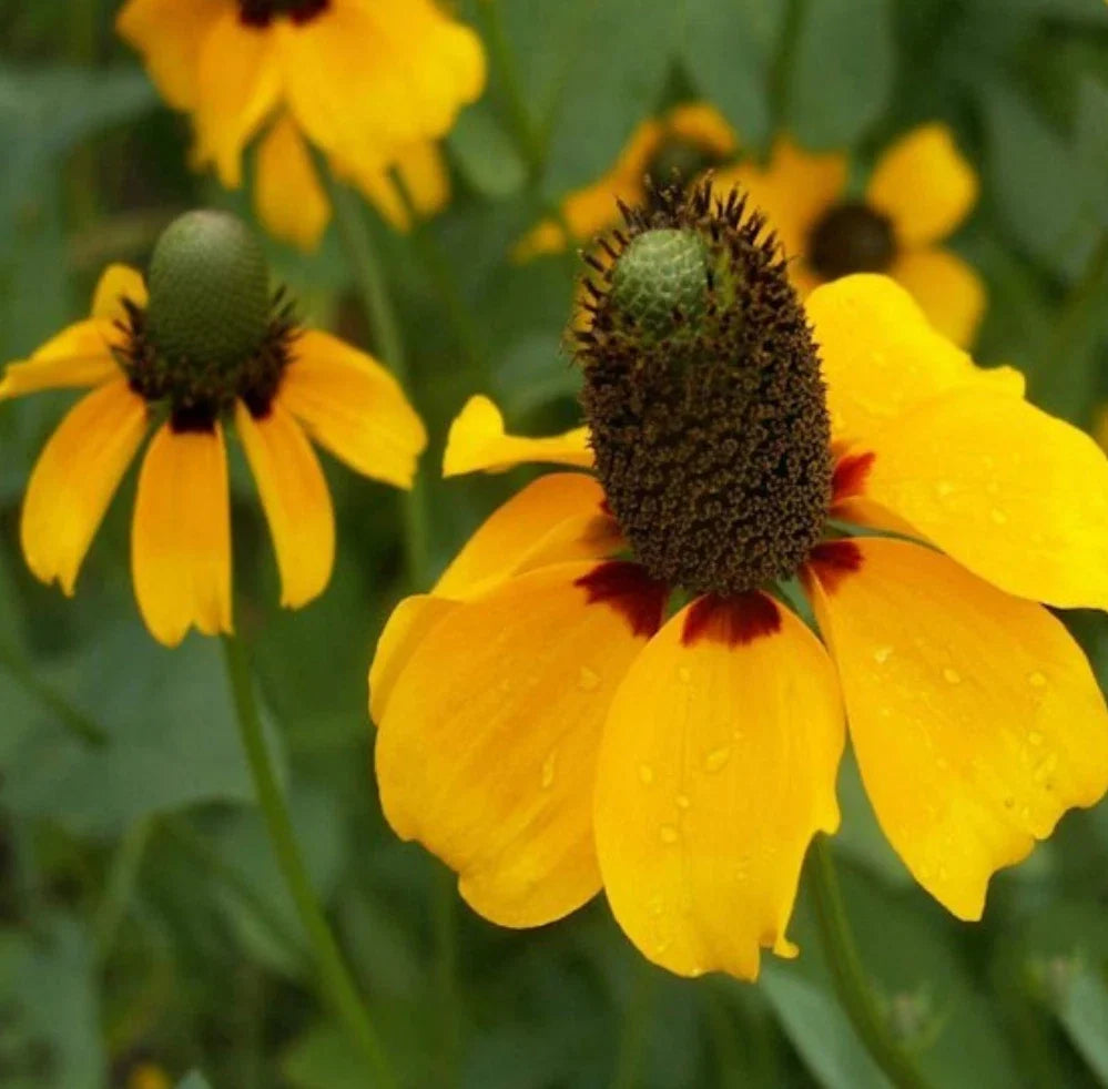 10,000 Coneflower Clasping Leaf Seeds, Yellow Flowers, Non-GMO, Rudbeckia laciniata, Perennial, Full Sun to Partial Shade