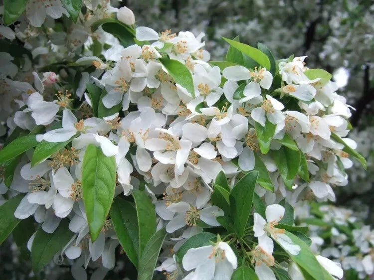 Cinderella Crabapple Seeds - 25+ Count for Garden Planting - Malus 'Cinderella' - USA Grown, Ornamental Fruit & Flowers