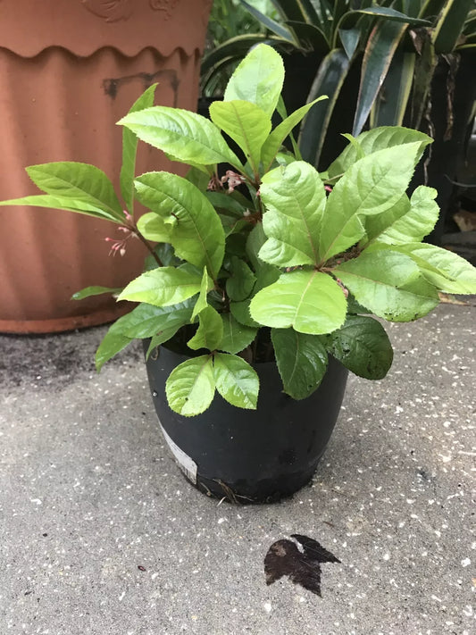 10 Organic Coral Berry Plants - Ardisia crenata - Indoor & Outdoor Ornamental Houseplants