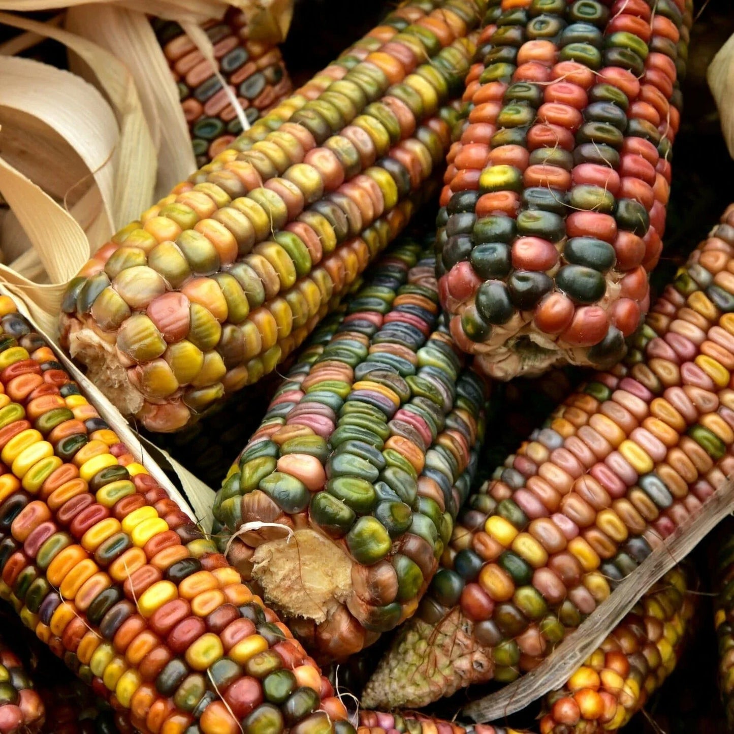 Ornamental Corn Seeds - Pastel Rainbow Glass Gem Popcorn - Zea mays Everta - Earth Tones, Decorative & Edible Garden Crop