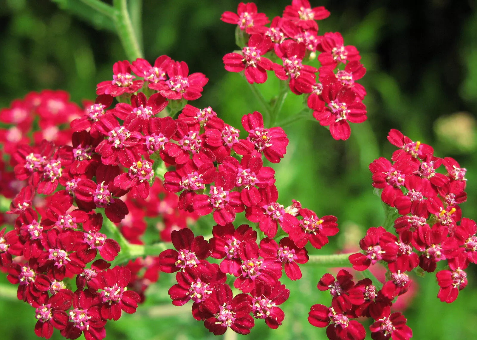 Yarrow Seeds - Red Perennial for Drying, Achillea millefolium, 700 Pack, Drought-Resistant, Pollinator Attracting, Garden & Wildflower
