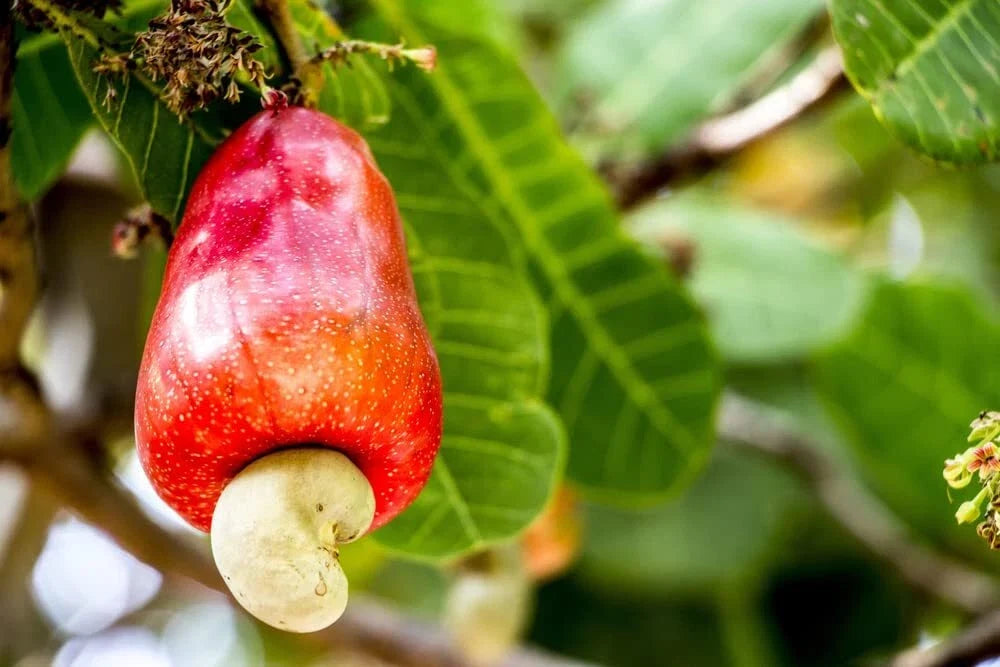 Cashew Tree Seeds for Planting – Anacardium occidentale – Tropical Nut Tree, Organic Gardening, Fruit Tree, 6 Seeds