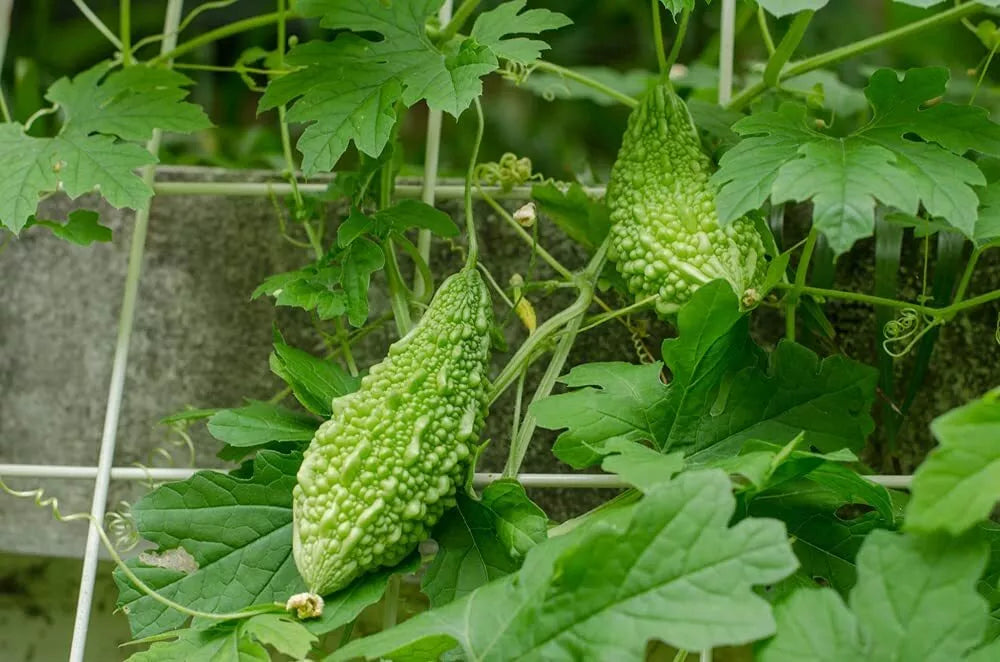 Bitter Gourd Vine Seeds - 20 Pack, Green Bitter Melon, Momordica charantia, Climbing Vine for Garden and Cooking