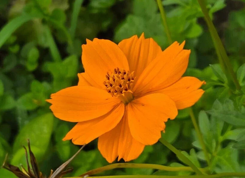 Cosmos Seeds Pack of 25 | Yellow & Orange Flowers | Cosmos sulphureus Butterfly Attracting | Florida Grown