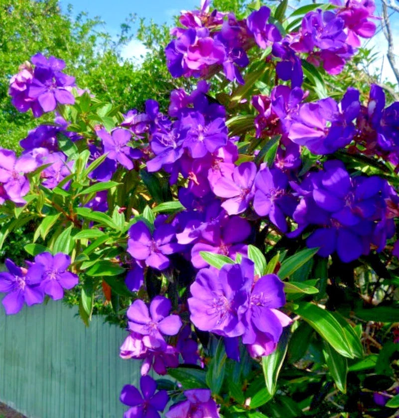Tibouchina urvilleana Live Plant – 4-8 Inch Fragrant Purple Shrub for Garden or Container