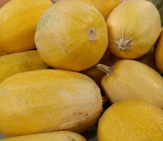 Spaghetti Squash Seeds 20+ Non-GMO Winter Squash Cucurbita pepo