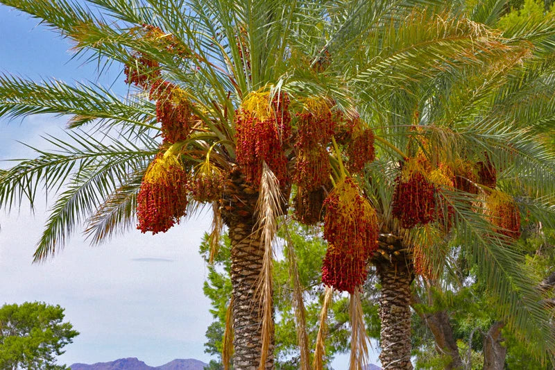 10 Seeds Date Palm Tree Phoenix Dactylifera - Grow Edible Dates