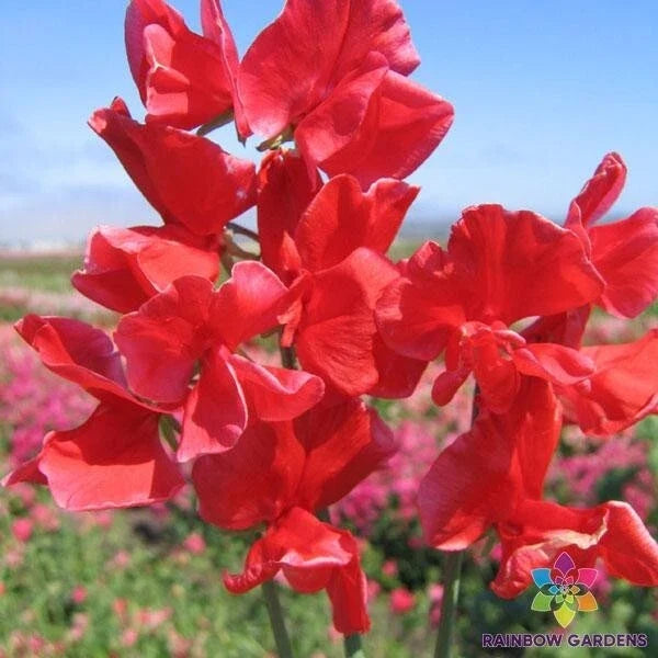 Air Warden Sweet Pea Seeds - 50+ Pack, Fragrant Climbing Vine, Lathyrus odoratus, Heirloom, Non-GMO, Garden Planting