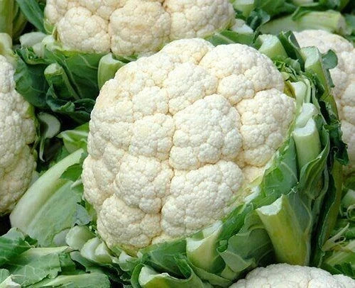 Cauliflower Seeds 600+ Self-Blanching Snowball, Organic Brassica oleracea for Cool Weather Vegetable Garden
