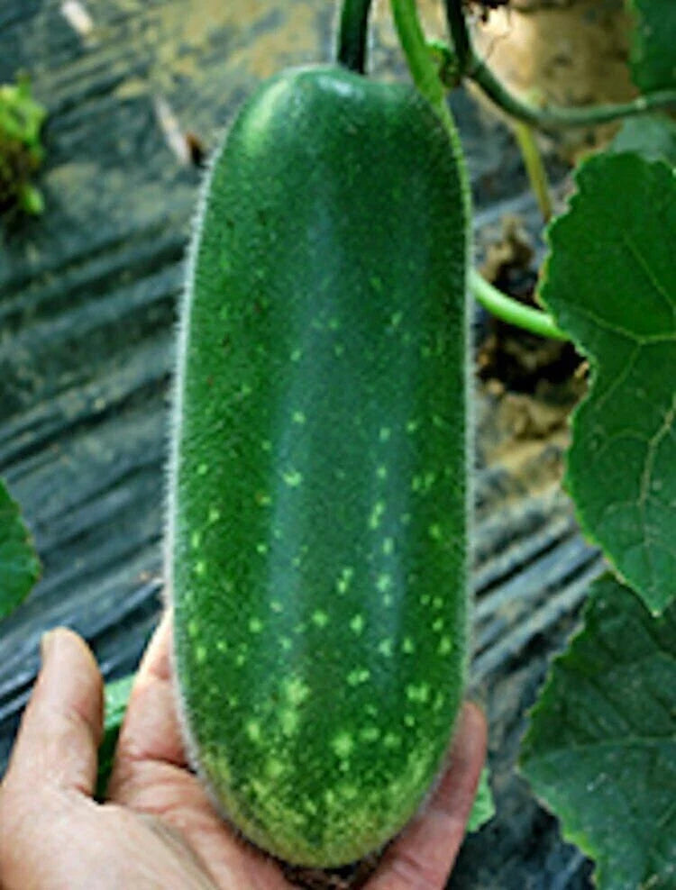 Fuzzy Gourd Seeds - Non-GMO Heirloom Mao Gua Mokwa - Benincasa hispida Vegetable Seeds, Vining, Full Sun, 20 Seeds