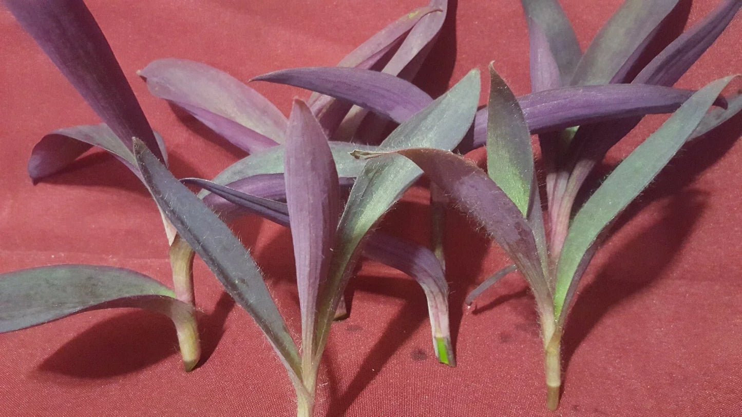 Purple Heart Wandering Jew Plant Cuttings 6 Pack | Tradescantia pallida 3-5 Inch