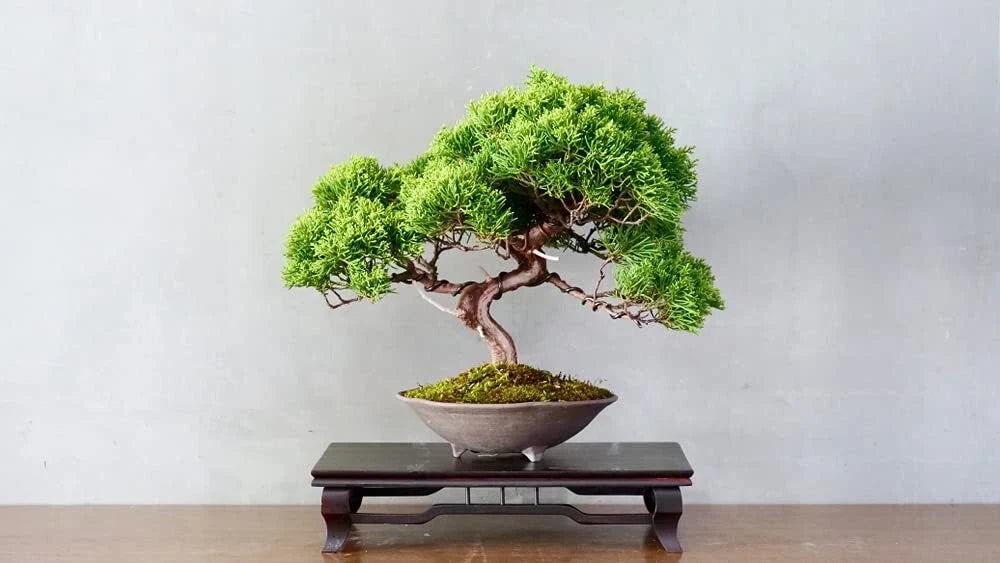 Juniper Bonsai Tree Seeds - 25 Seeds - Juniperus spp. - Indoor & Outdoor Cultivation