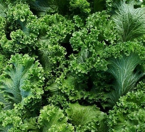 Southern Giant Curled Mustard Seeds 500+ Heirloom Non-GMO Brassica juncea USA Grown