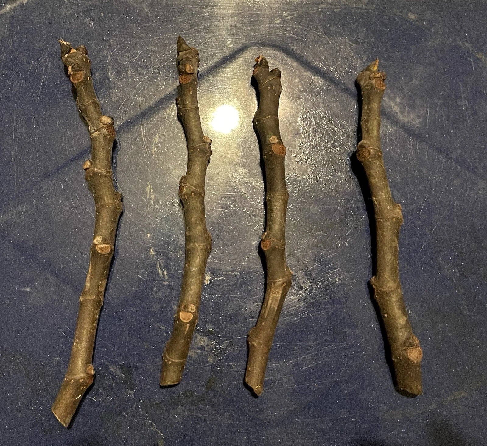 Adriatic Fig Cuttings 4-6" | White Cup Fig | Ficus carica | Propagation Planting Material