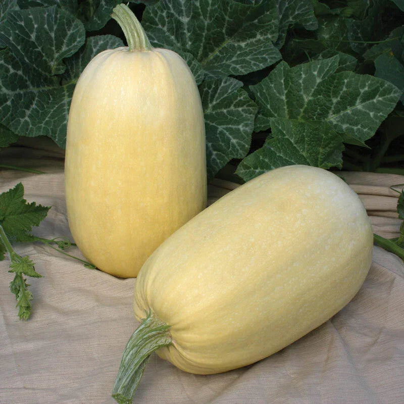 Tivoli Winter Squash Seeds - Cucurbita pepo - Pack of 20 Seeds