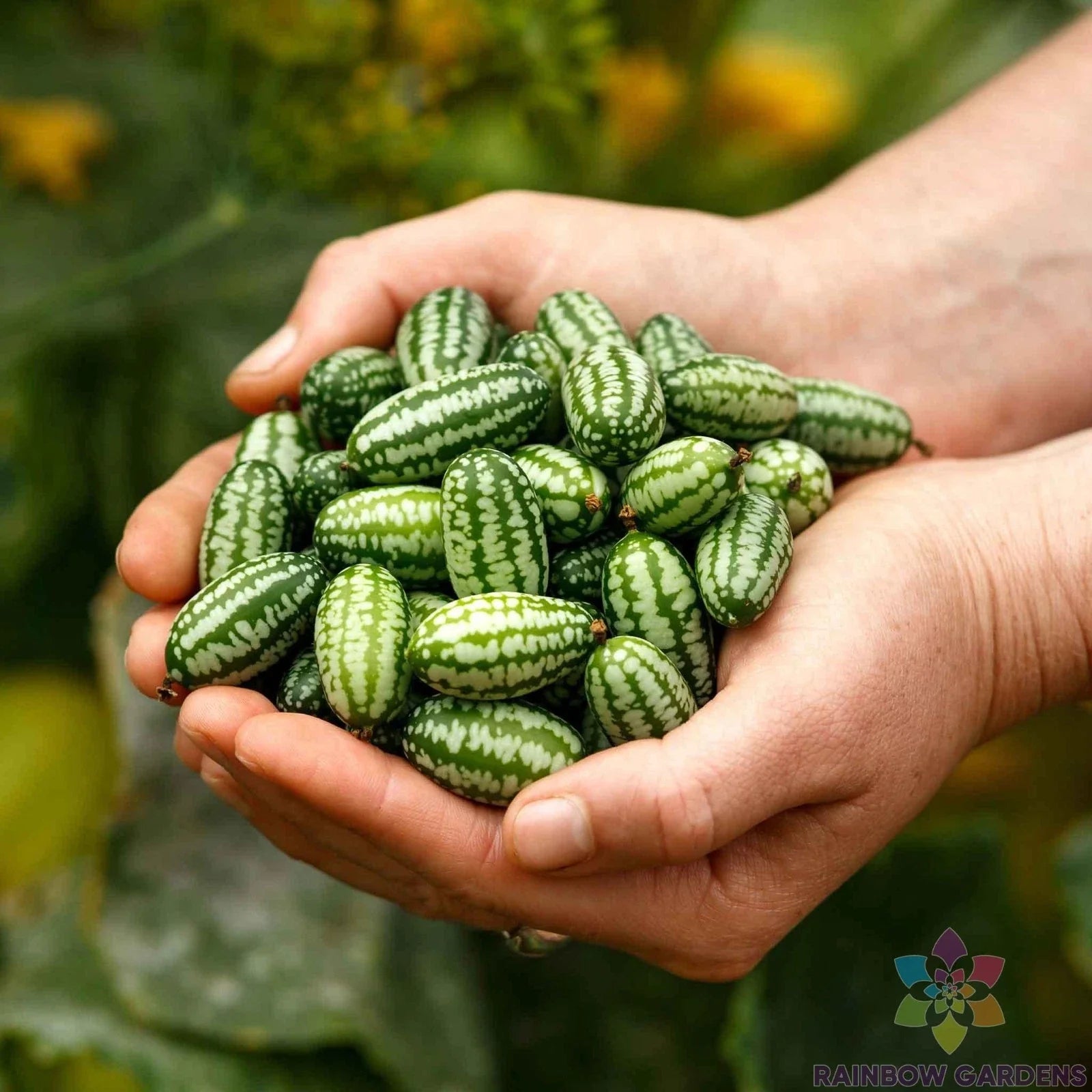 Mexican Sour Gherkin Cucumber Seeds - 25+ Pack, Heirloom, Melothria scabra, Vining, Garden Seeds for Container & Outdoor Growing