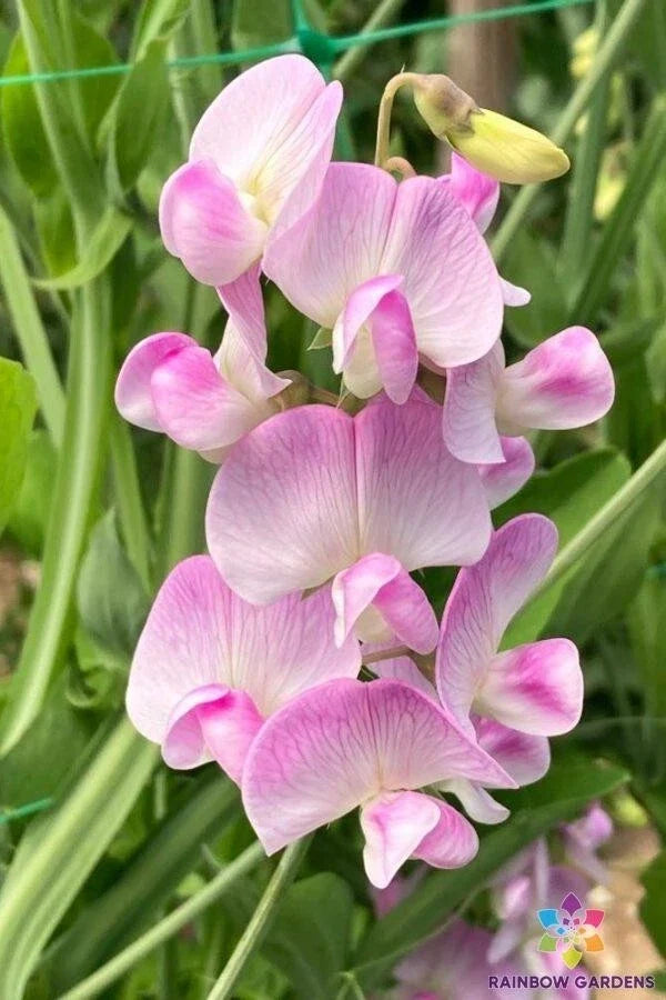 Lathyrus latifolius Pink Pearl Perennial Sweet Pea Seeds – Pink Flowering Climbing Vine, Garden Plants, 50+ Seeds