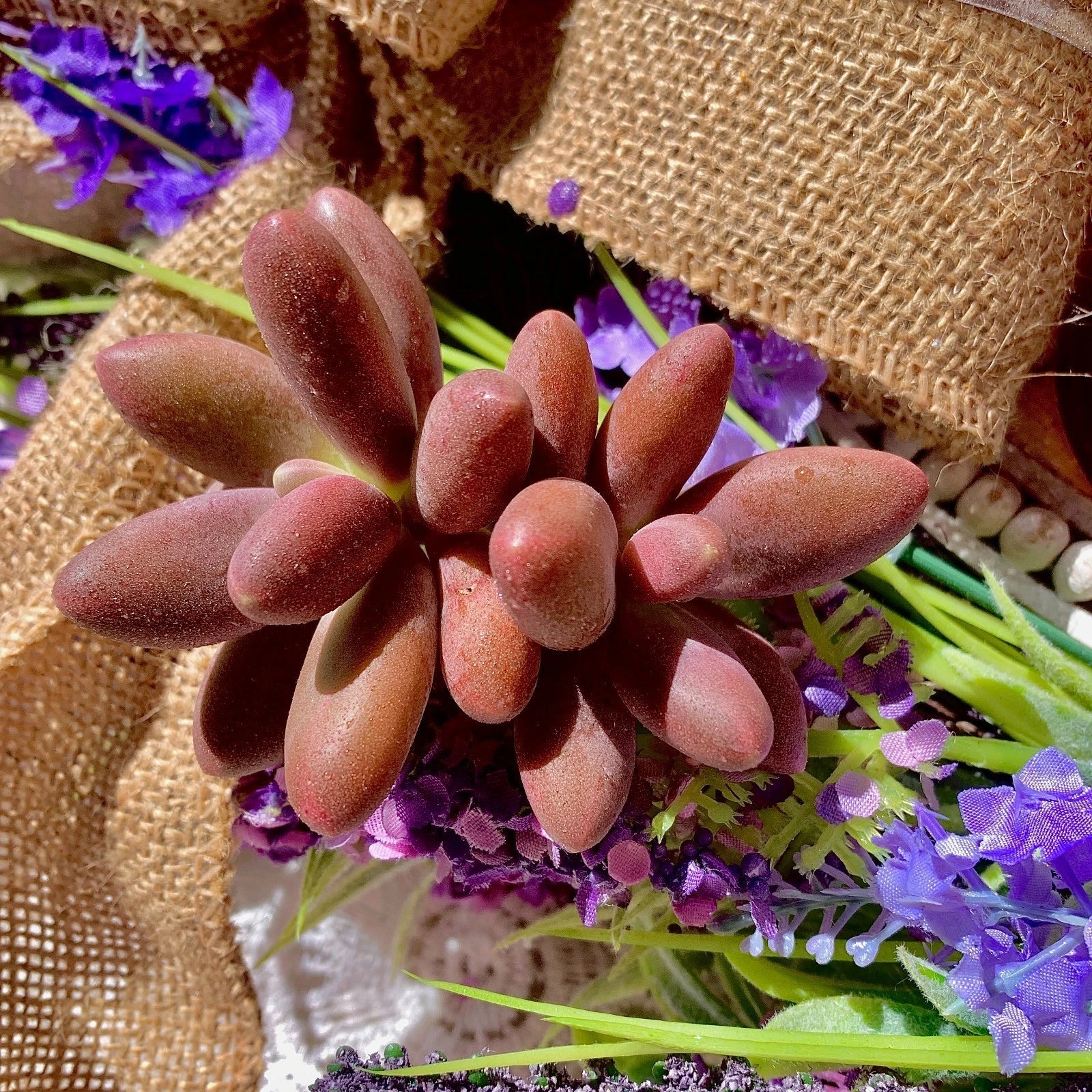 Rare Live Pachyphytum Captain Jessop Succulent Bare Root Plant, Drought-Tolerant Indoor Outdoor Decor, Pachyphytum oviferum