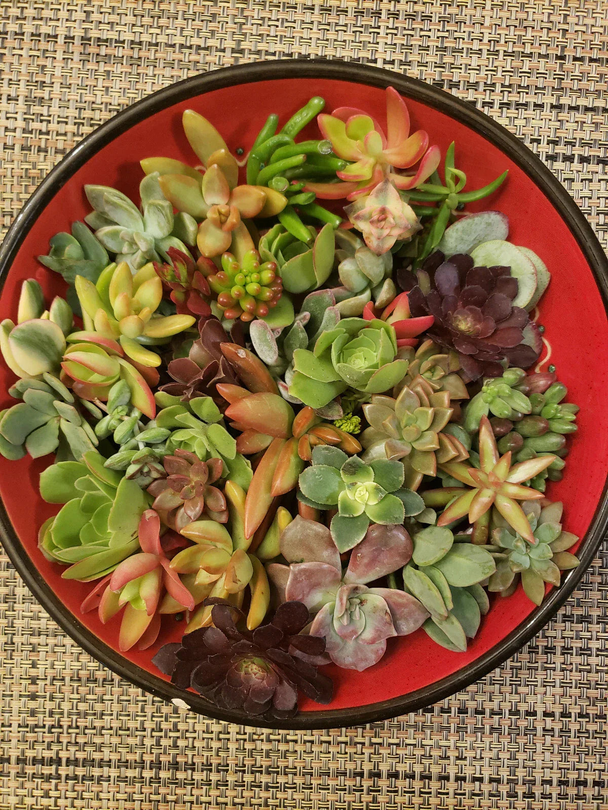 40 Succulent Cuttings Set | 30 Varieties Including Echeveria & Sedum | Succulent Design Collection