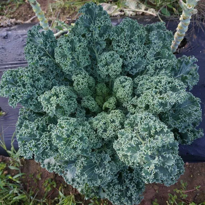Dwarf Blue Curled Scotch Kale Seeds – 1,500 Non-GMO Heirloom Brassica oleracea var. sabellica for Organic Gardening