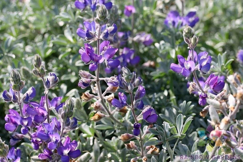 Dune Bush Lupine Seeds – 25+ Lupinus chamissonis Native Perennial for Garden, Coastal, Sandy Soil, Pollinator Attracting Seeds