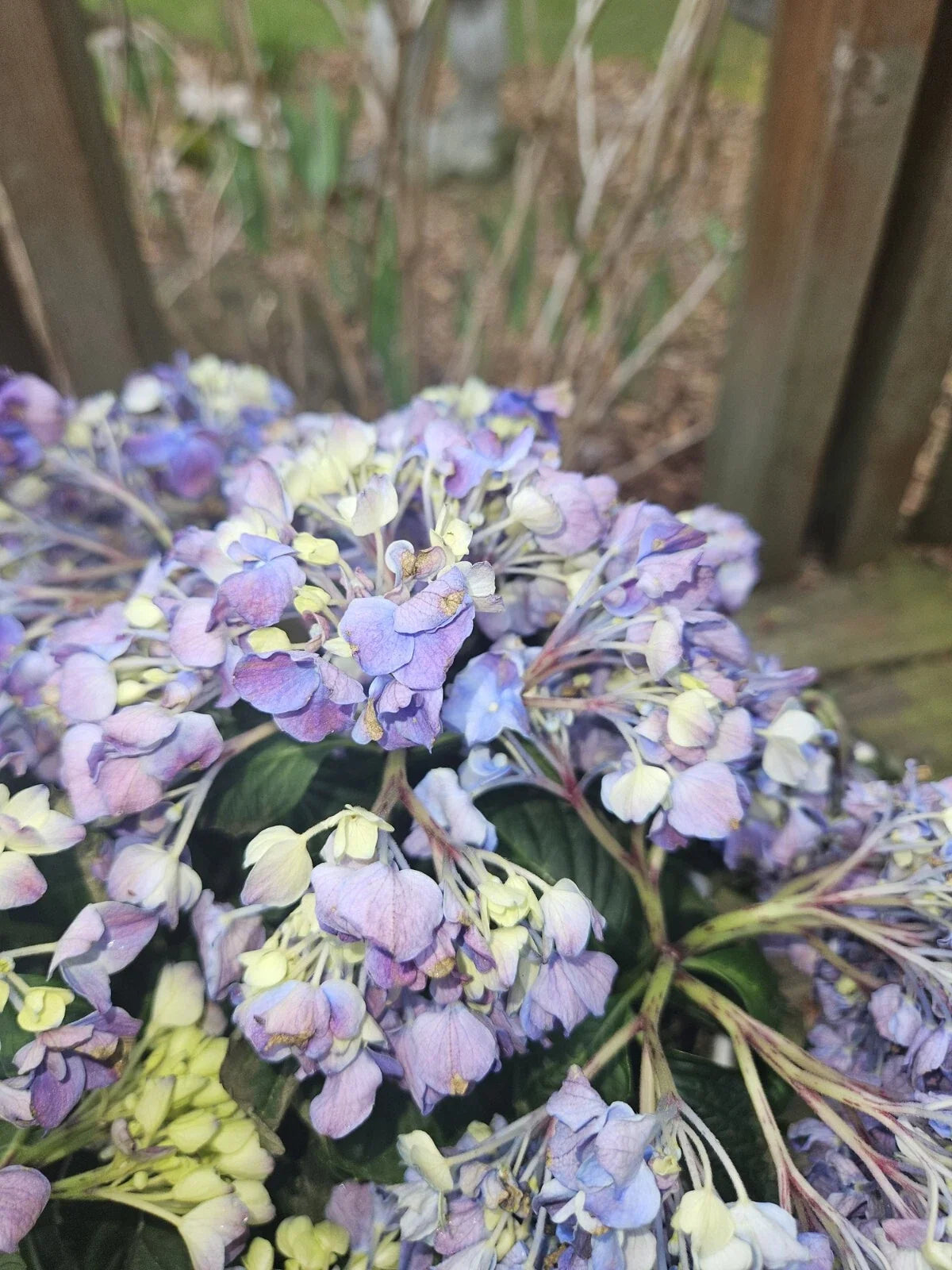 Bare Root Pink Hydrangea Plant - Medium Size - Hydrangea macrophylla - Elegant Blooms for Garden