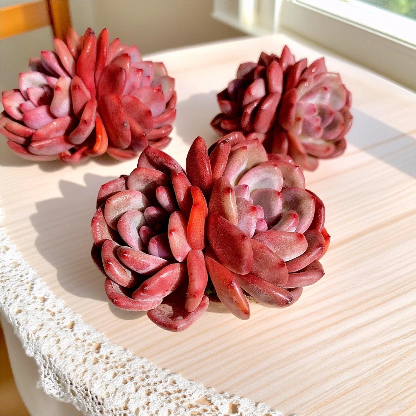 Rare Succulent Echeveria - 2.8" Bare Root, Easy Care, Unique Rosette Variety, Echeveria spp.