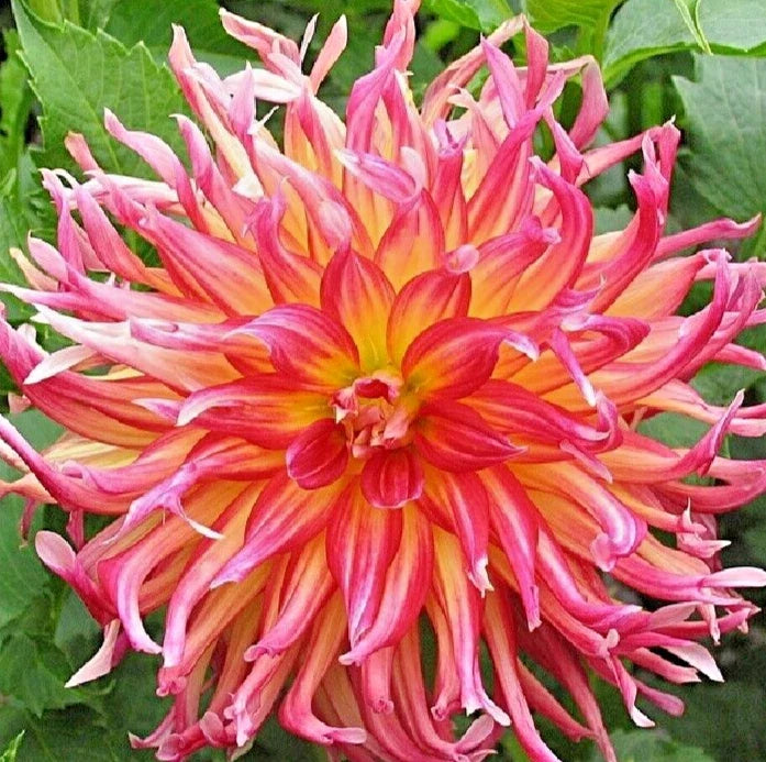 Dahlia Plant 4" Live Flower Bulb Tuber - Bora Bora Pink Red Yellow Cactus Flower Garden Plant