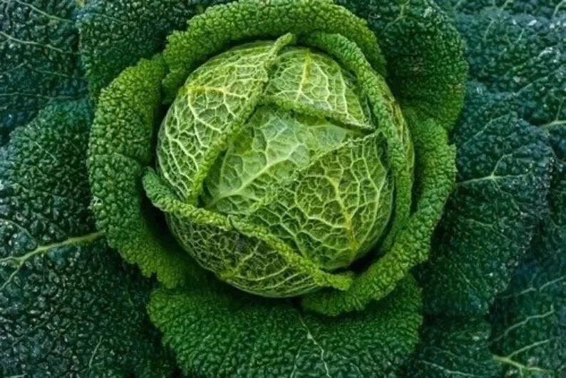 Savoy Perfection Cabbage Seeds - Heirloom NON-GMO Brassica oleracea, 200+ Seeds for Home Gardening, Tender Green Cabbage
