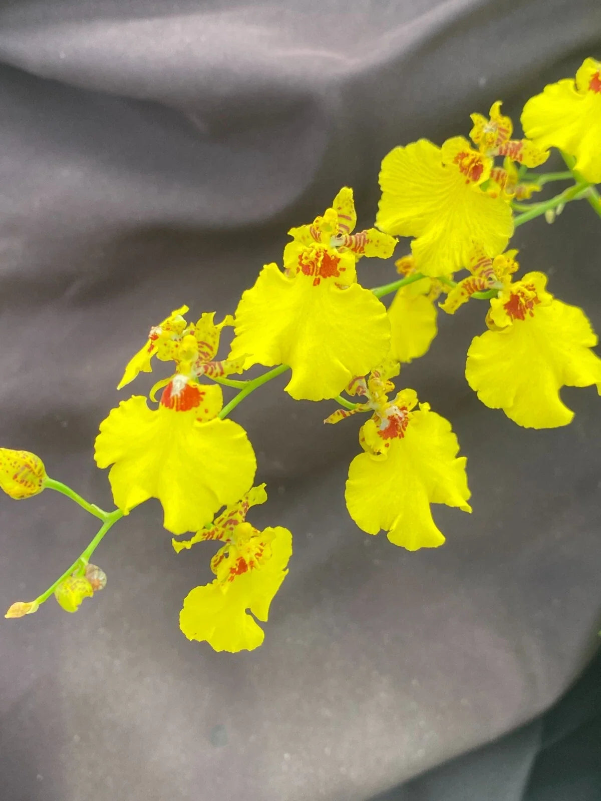 Dancing Lady Orchid Plant 2.5" Pot Oncidesa Gower Ramsey Rare Houseplant, Indoor or Outdoor, Vibrant Blooms