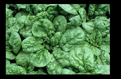 Bloomsdale Spinach Seeds - Heirloom Non-GMO, Slow-Bolt, Spinacia oleracea, 30-200 Seeds for Home Garden, Salad & Cooking