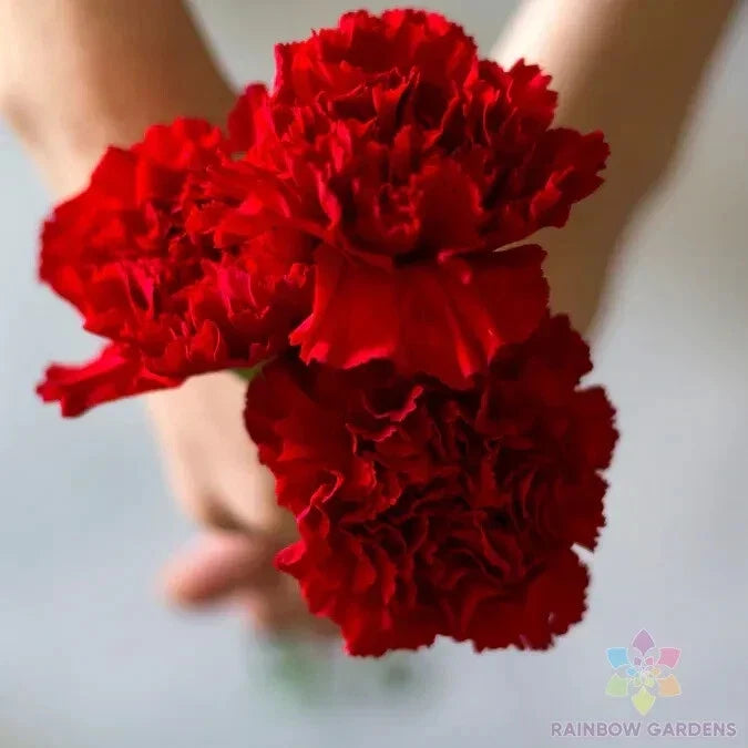 Carnation Seeds - 200+ Etincellant Variety - Dianthus caryophyllus for Garden Planting, Borders & Cut Flowers