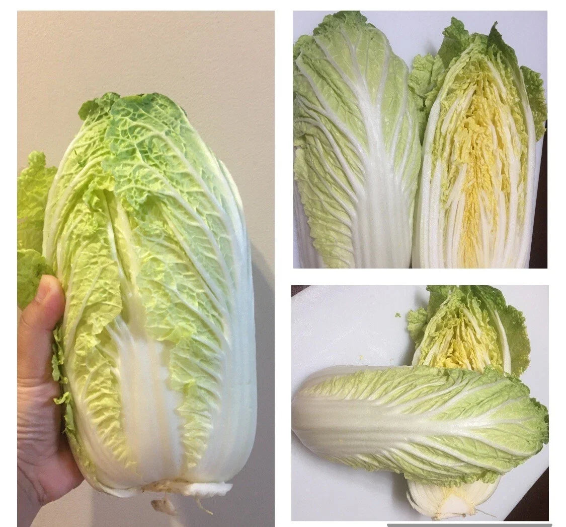500+ Chinese Cabbage Seeds – Michihili Heading Brassica rapa Heirloom Vegetable Seeds for Home Garden