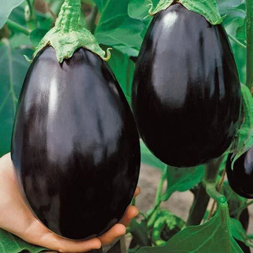 Black Beauty Eggplant Seeds – 25 Heirloom Solanum melongena for High Yields, Glossy Black-Purple Fruits, Easy to Grow