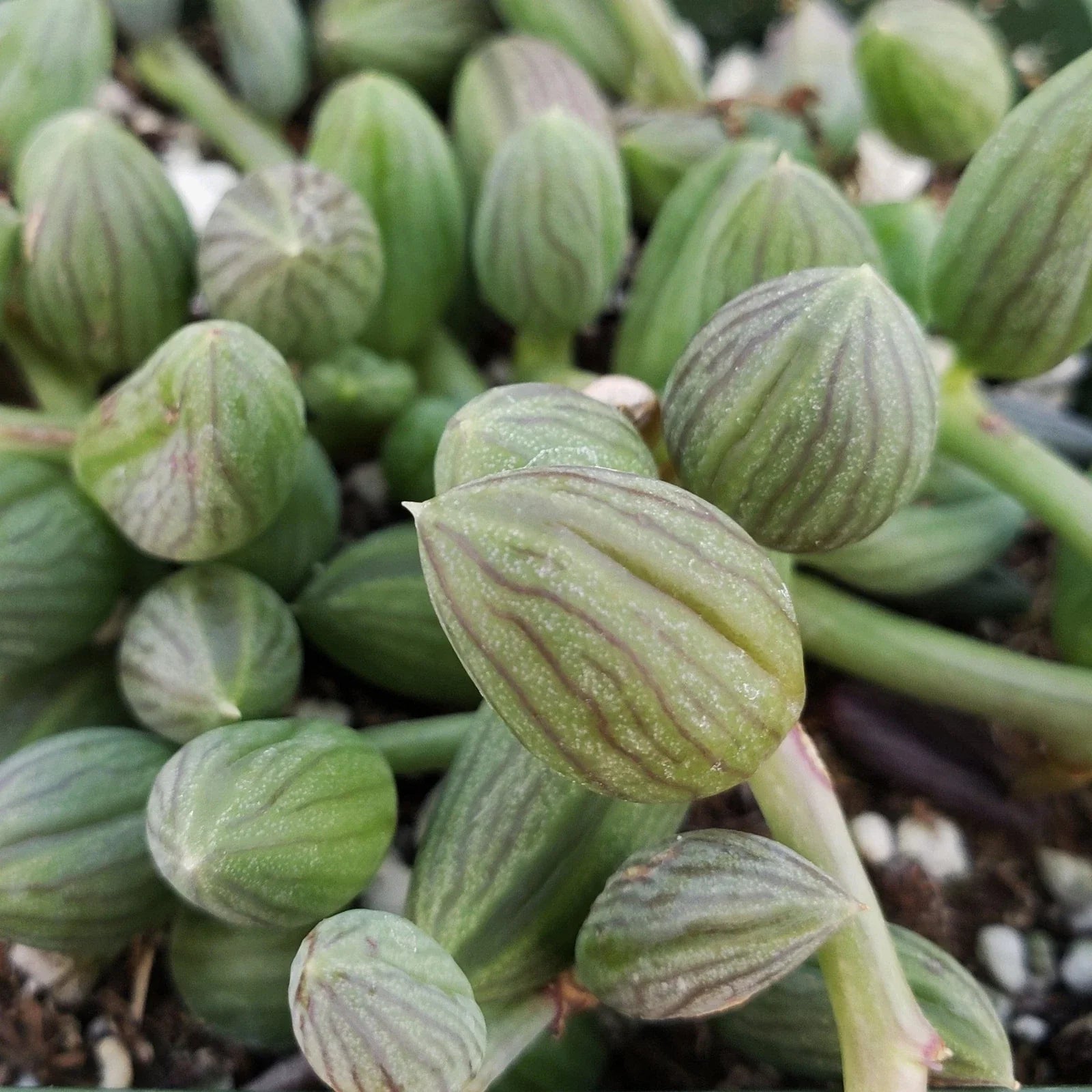 String of Watermelon Plant in 4" Pot – Senecio herreianus Succulent for Indoor Decor